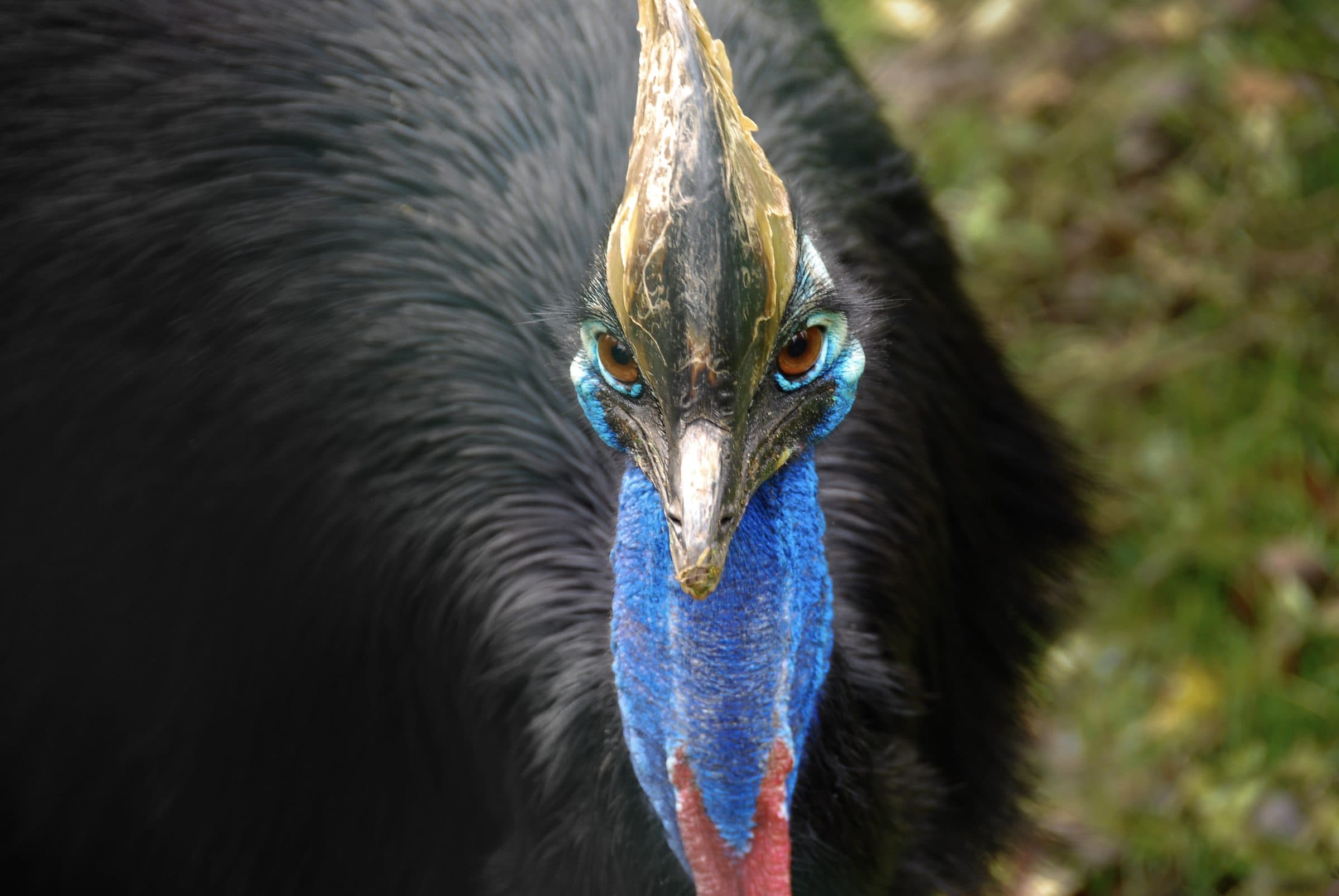 Close-up of a southern cassowary facing the camera