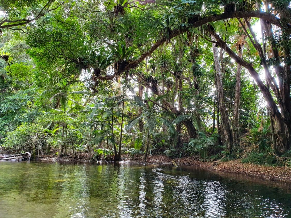 A still rainforest creek under a canopy of trees and epiphytic ferns