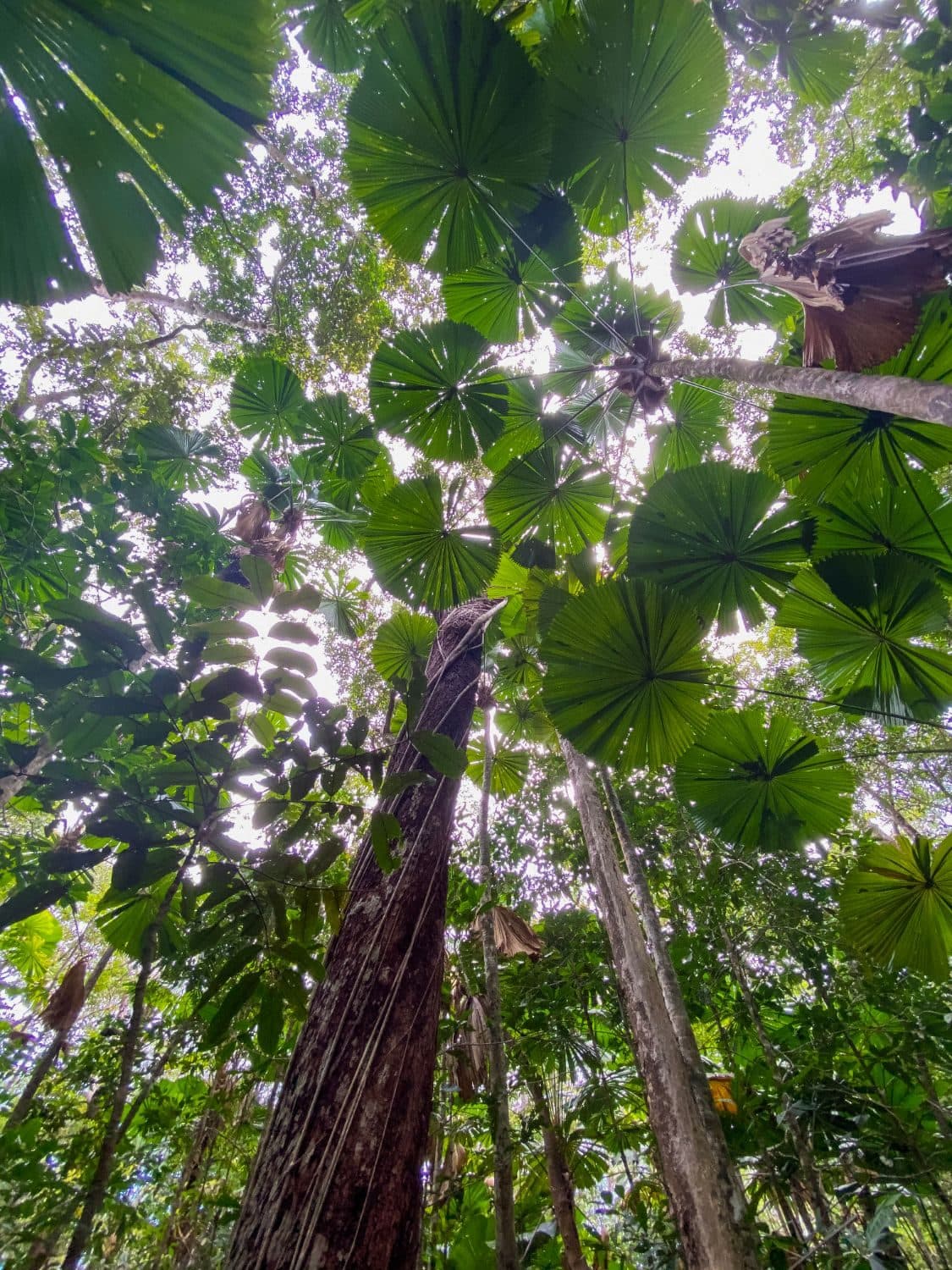 Looking up through a canopy of fan palms and rainforest trees