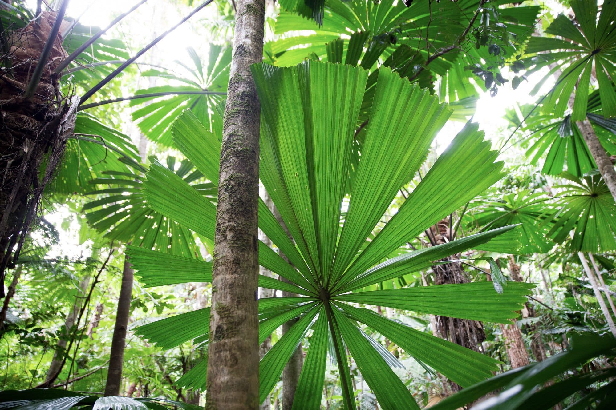 Looking up through Daintree fan palms towards the sky