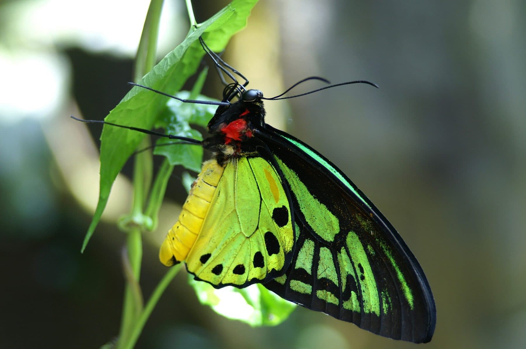 A green, black and yellow butterfly hanging beneath a leaf