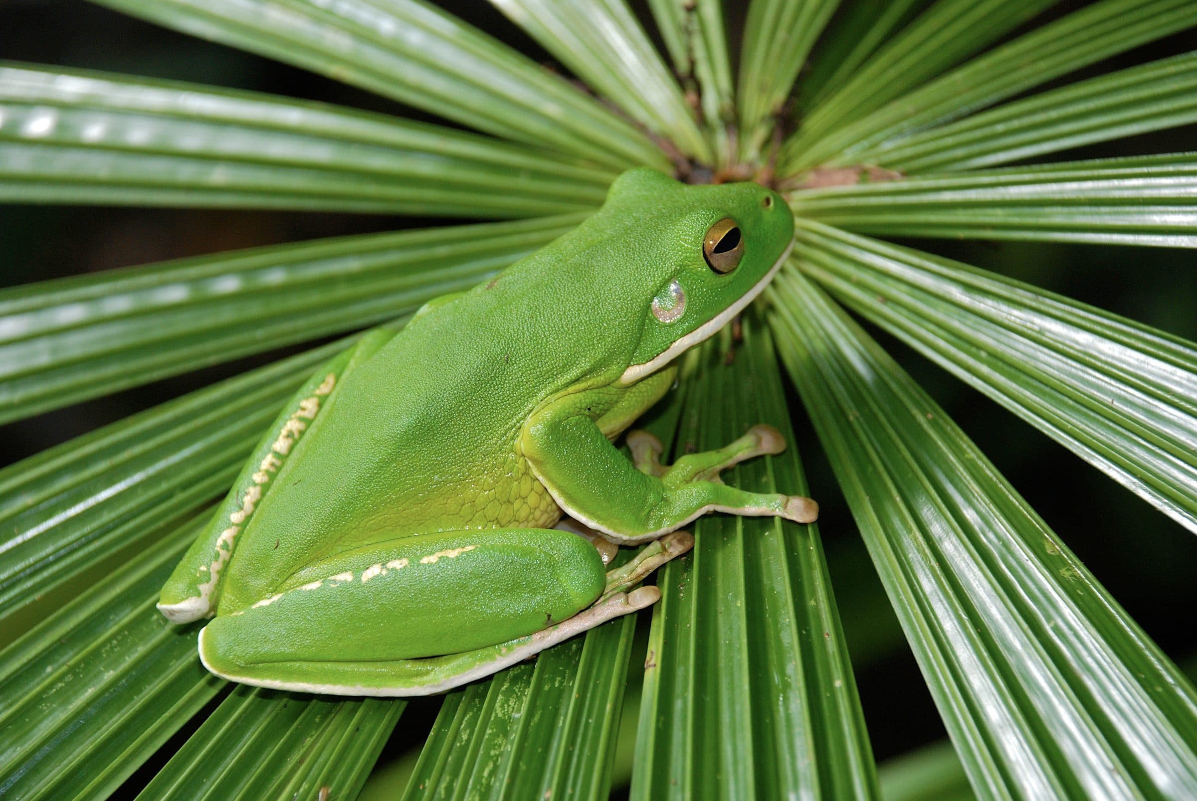 A white-lipped green tree frog resting on a fan palm leaf