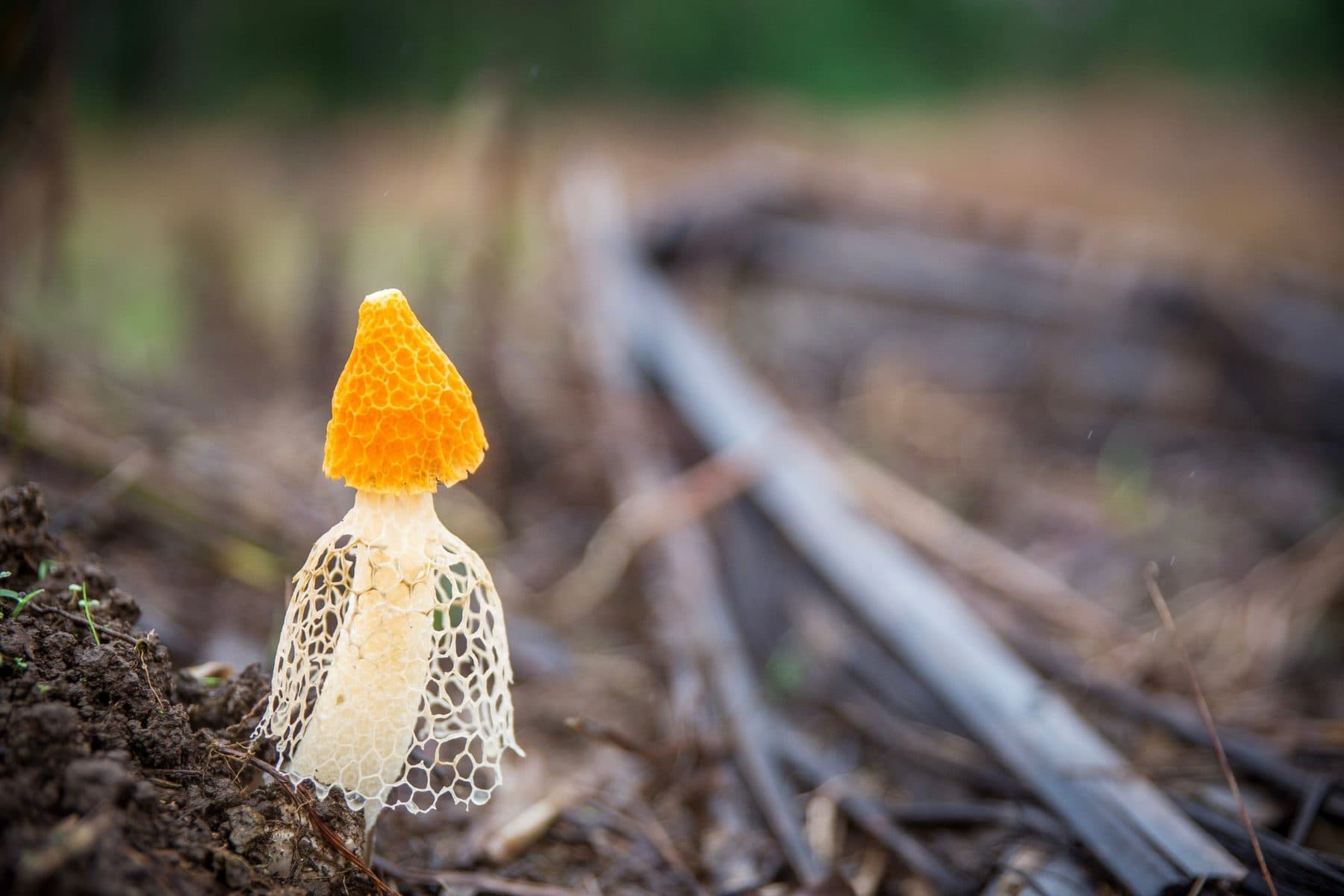 An orange-capped fungus with a delicate white lace skirt