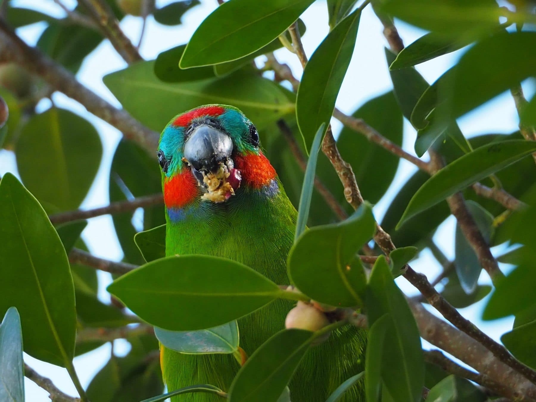 A small colourful parrot eating fruit among green leaves