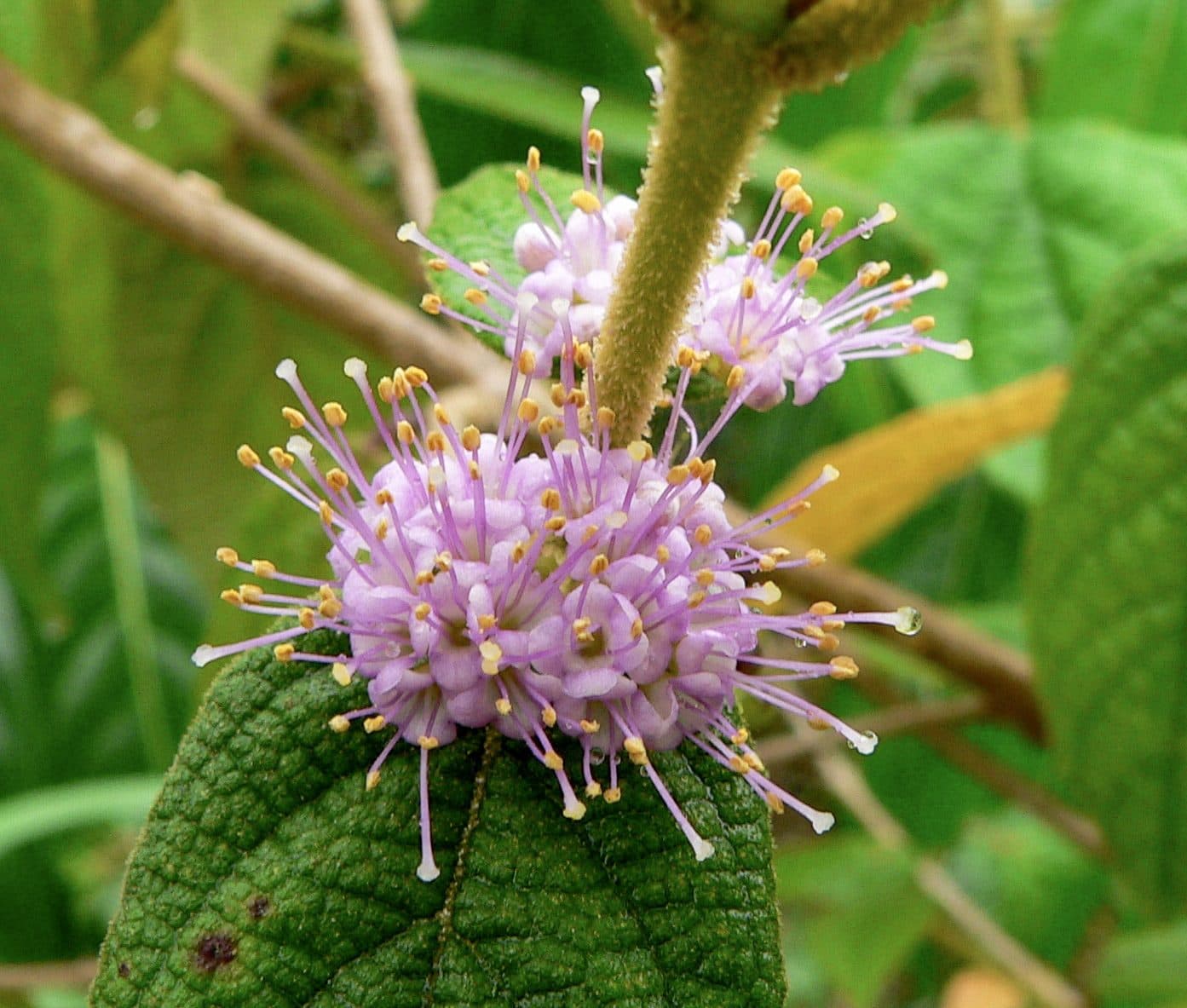 A cluster of small purple flowers with long yellow-tipped stamens
