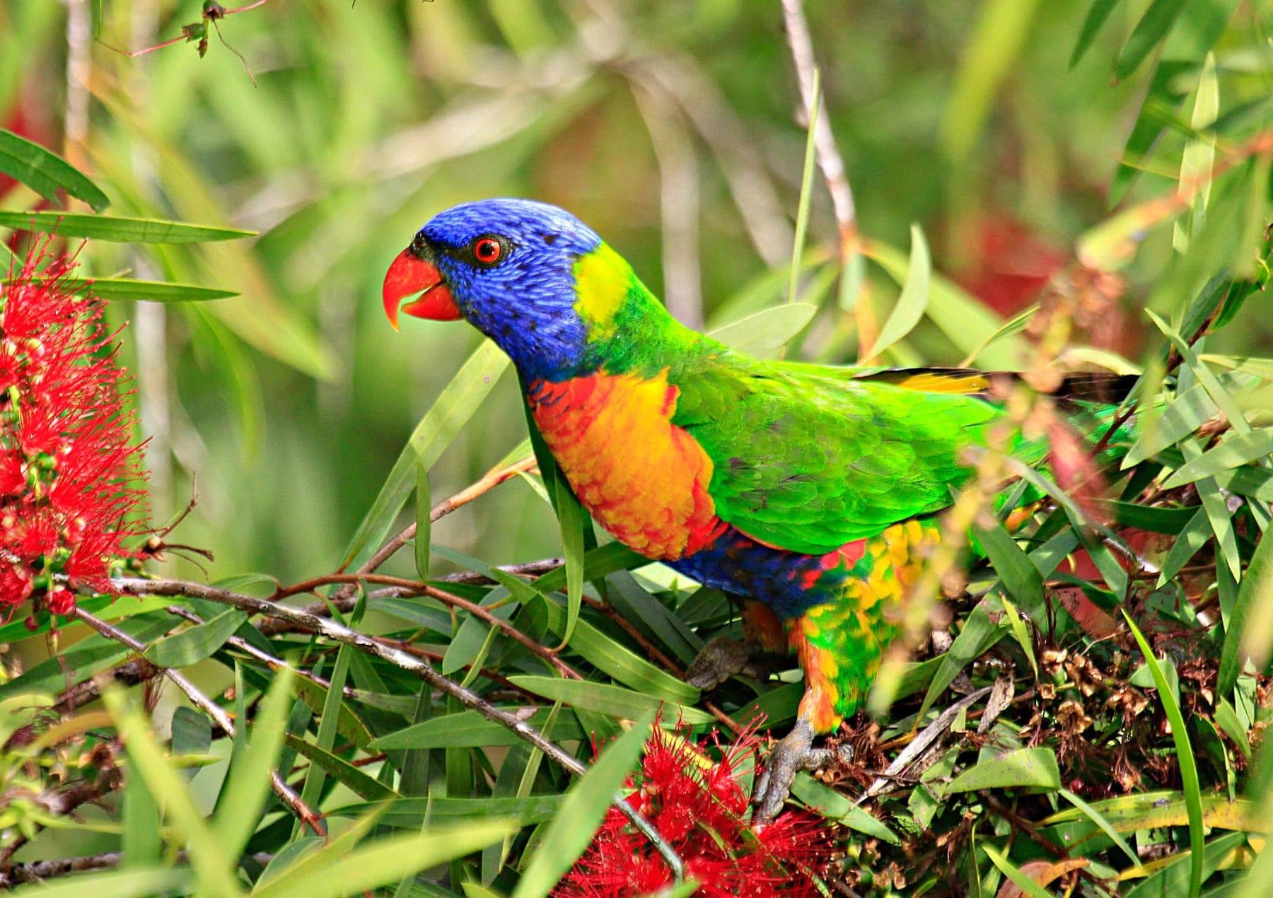 A rainbow lorikeet feeding among red bottlebrush flowers
