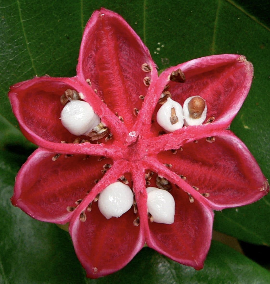 A star-shaped red seed capsule opened to show white seeds
