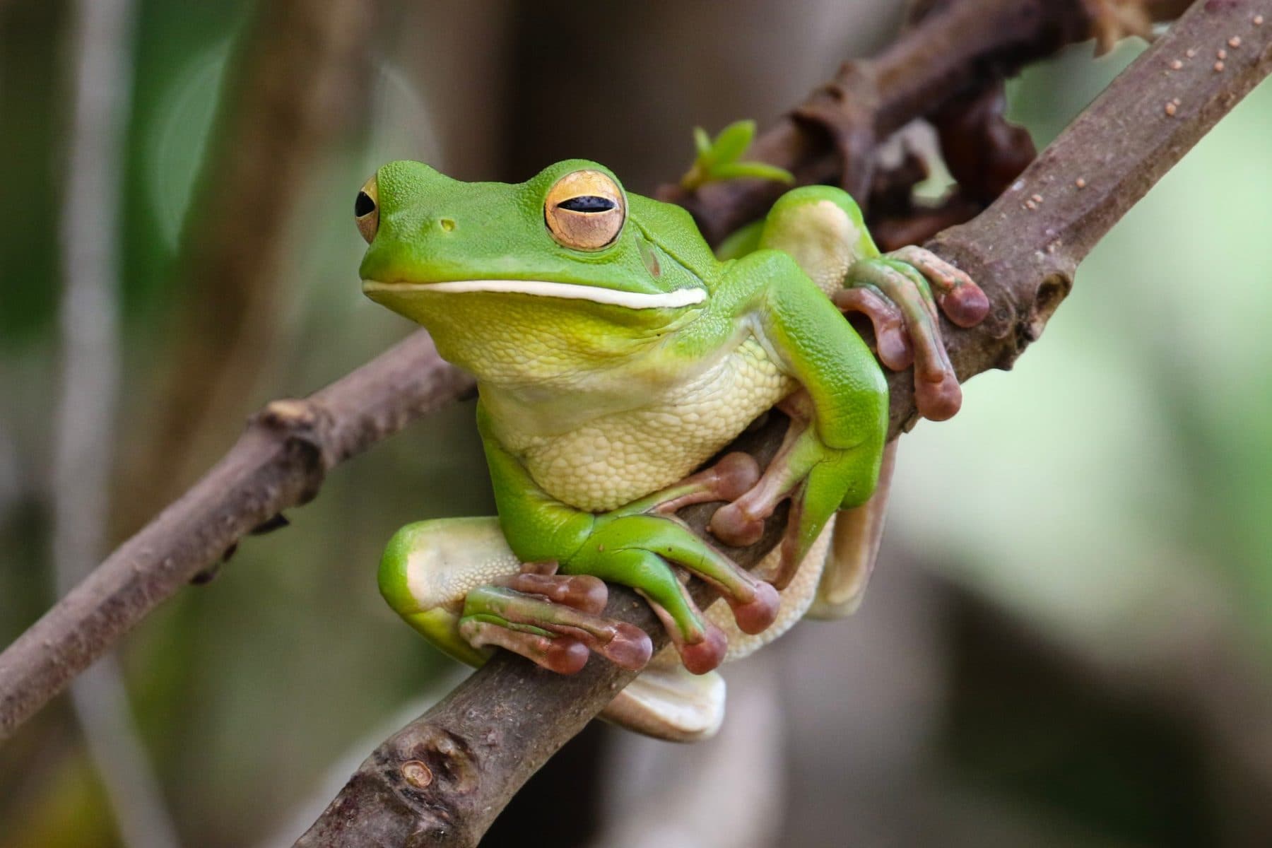 A green tree frog gripping a branch