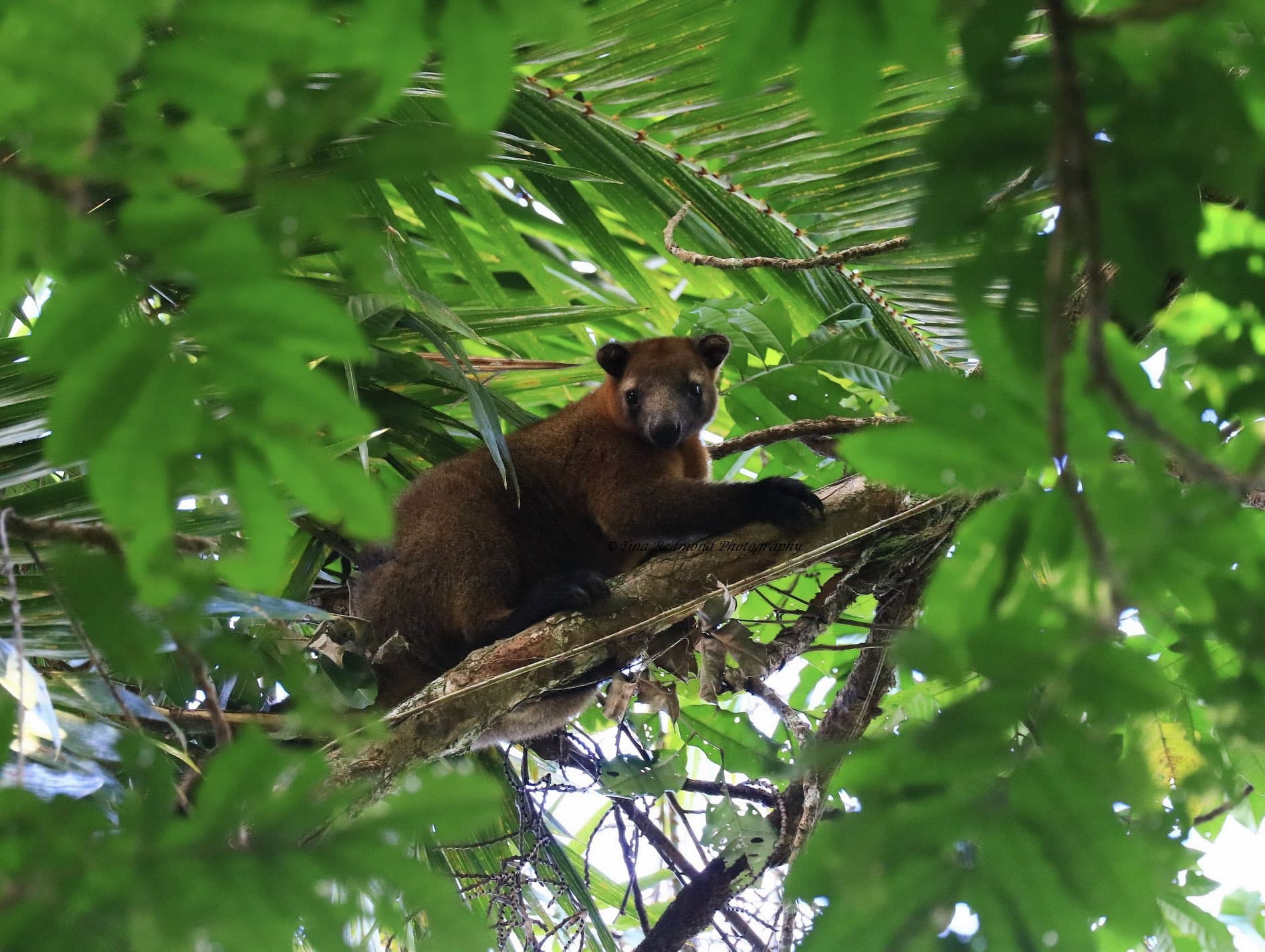 A tree-kangaroo resting on a branch among rainforest leaves, looking at the camera